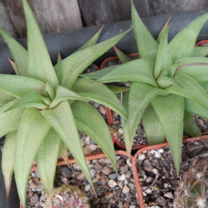 Haworthia umbomboensis