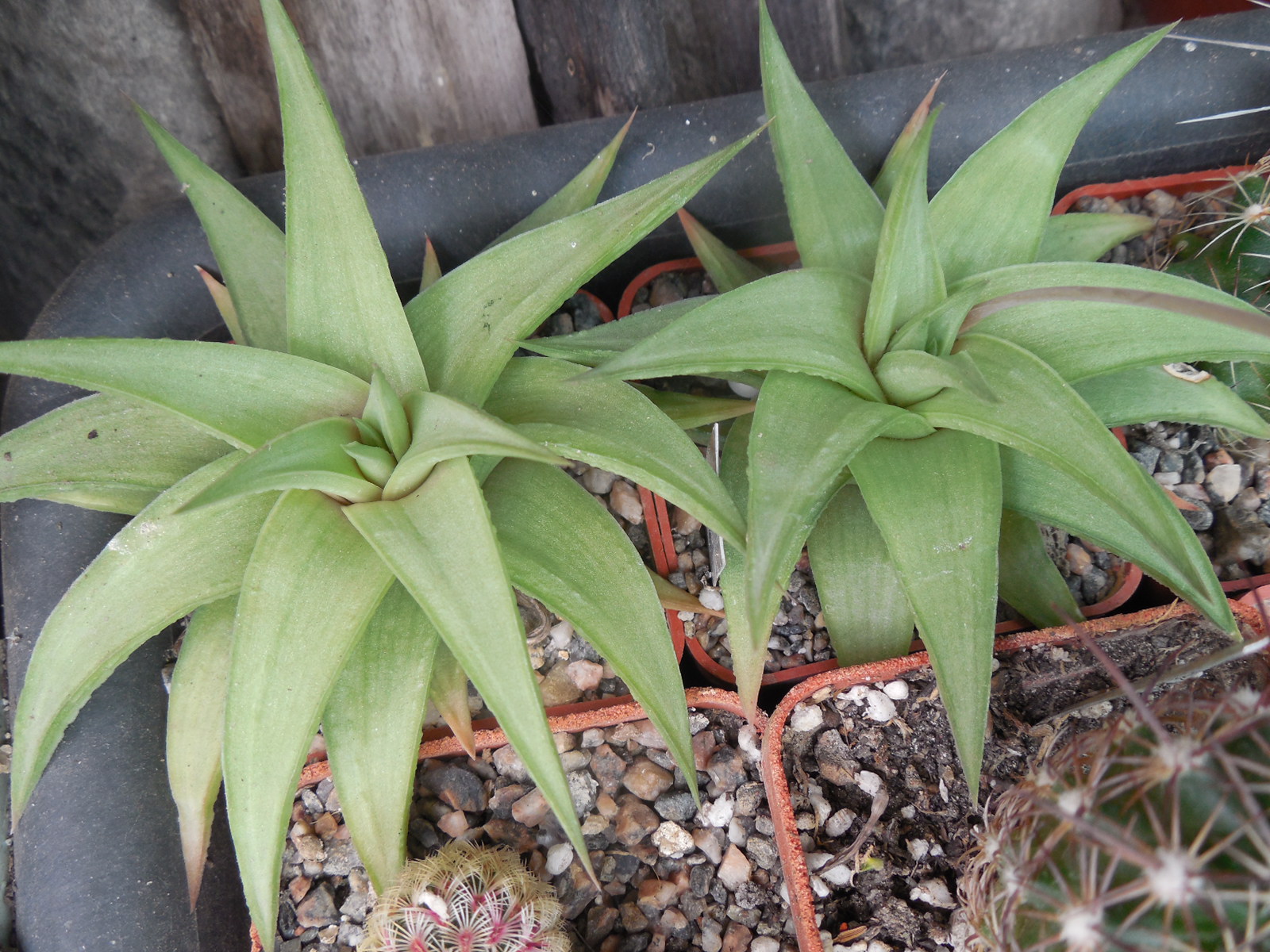 Haworthia umbomboensis
