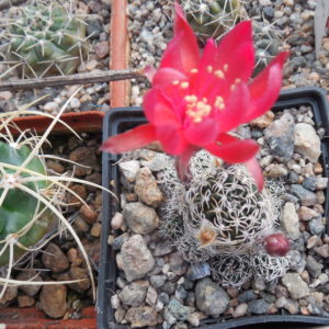 Lobivia schieliеana - v. albescens