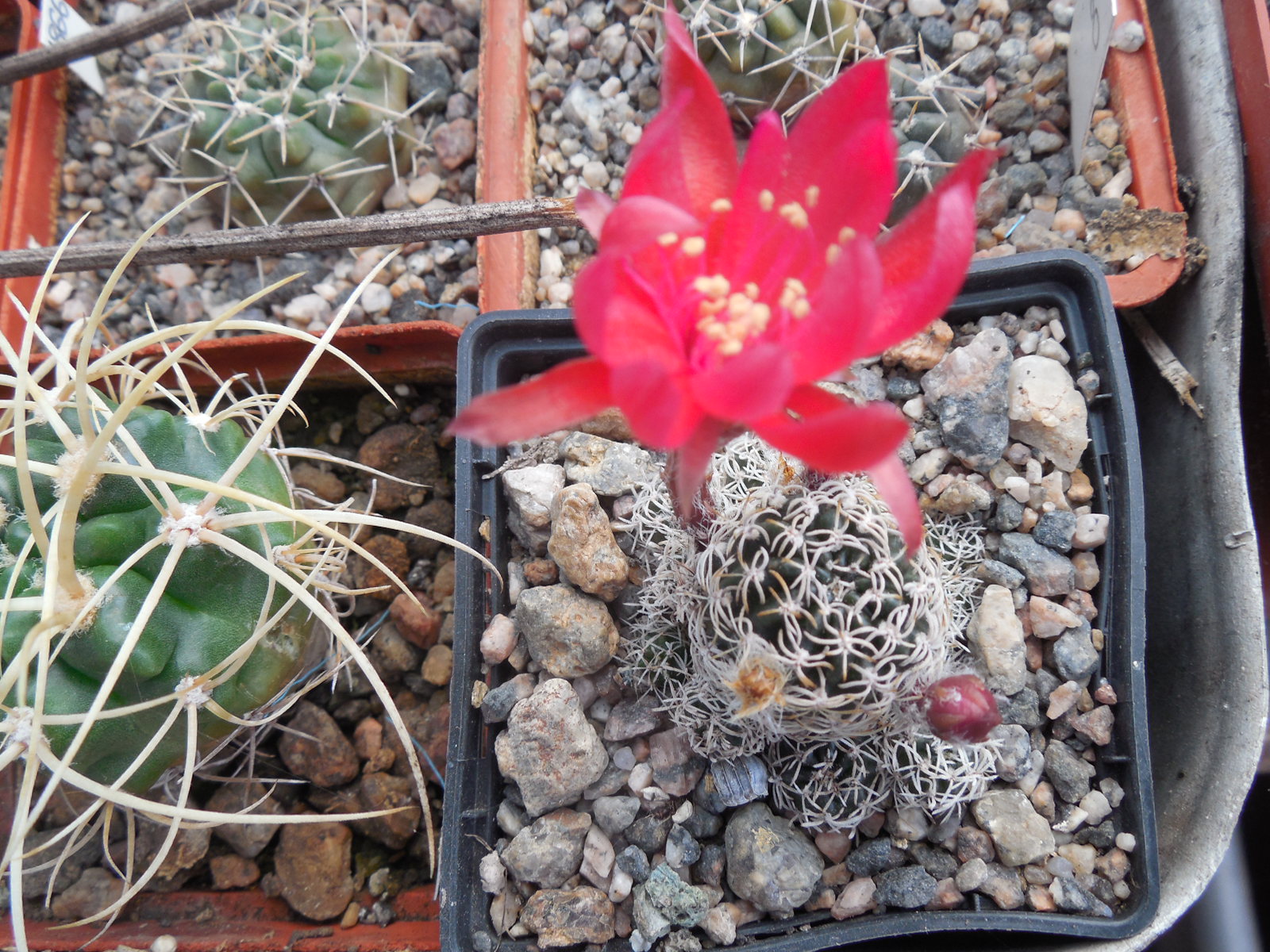 Lobivia schieliеana - v. albescens
