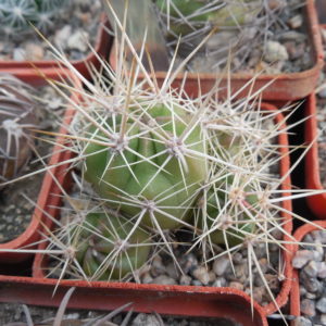 Echinocereus maritimus - v. hankockii - Hipolito,BCN - MG -