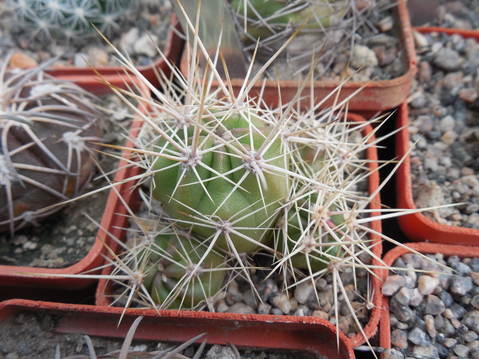 Echinocereus maritimus - v. hankockii - Hipolito,BCN - MG -