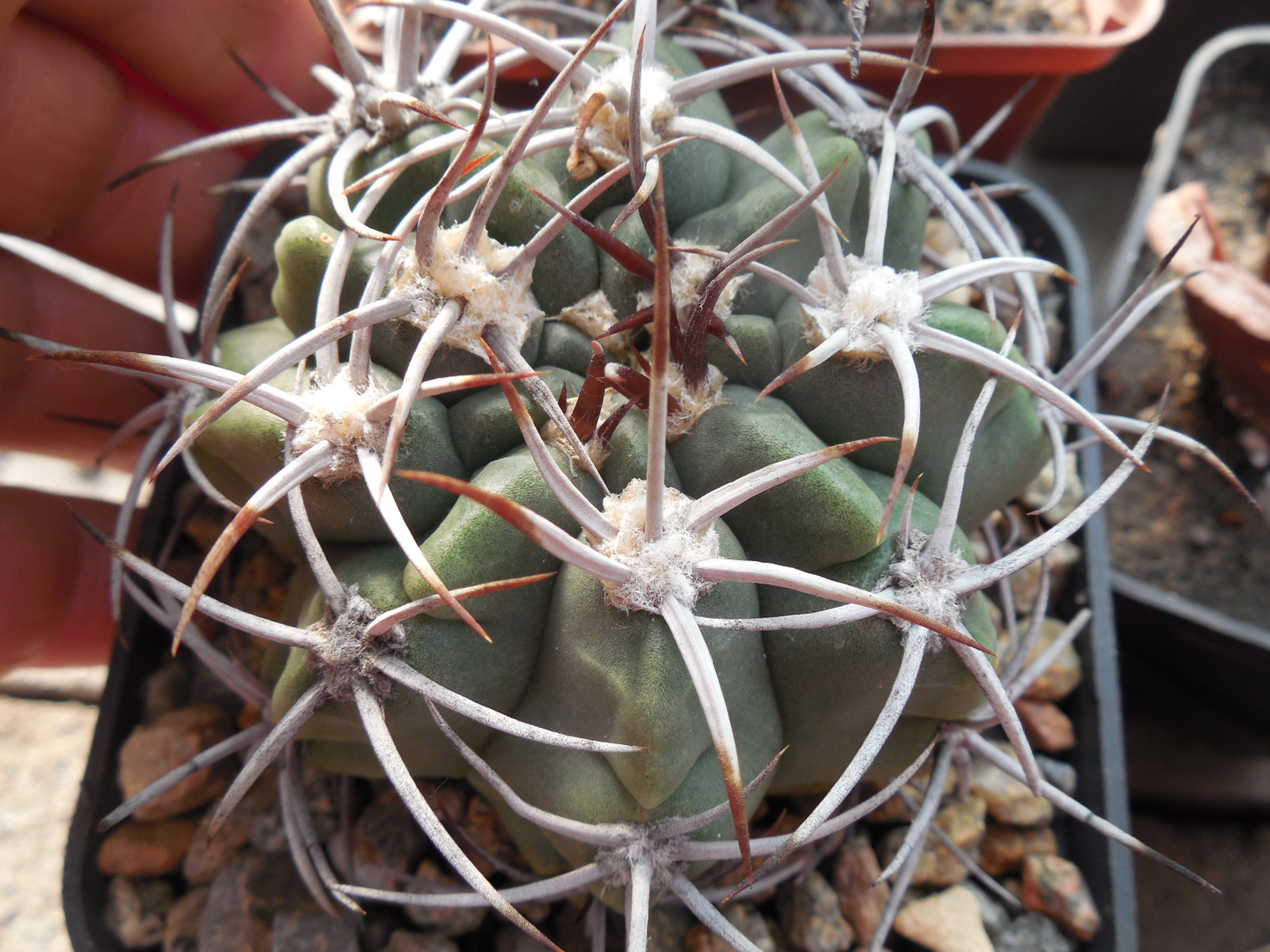 Gymnocalycium mostii - радянська селекція -