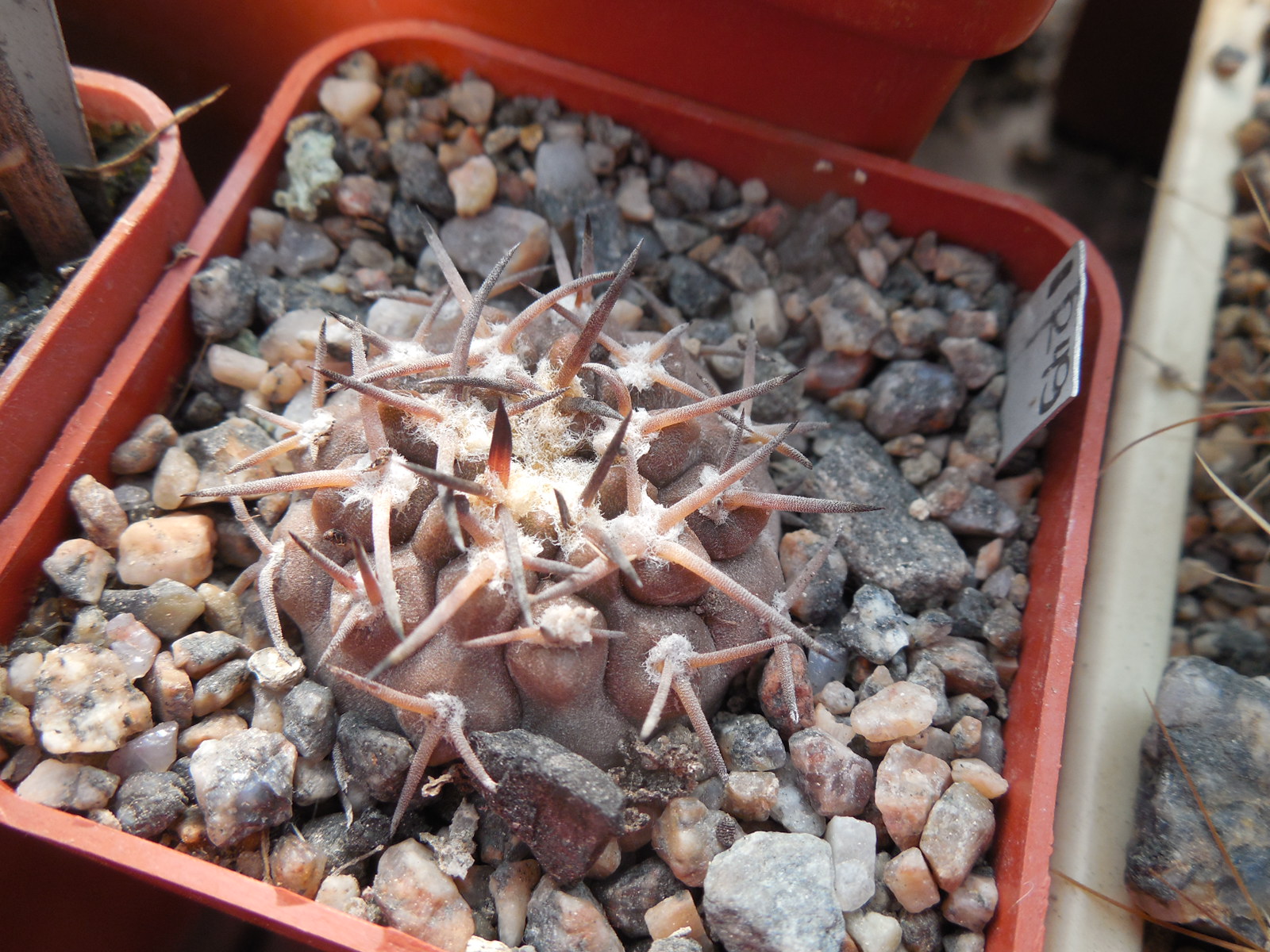 Gymnocalycium piltziorum P38 - Piltz -