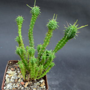 Еuphorbia submammillaris f. pfersdorfii