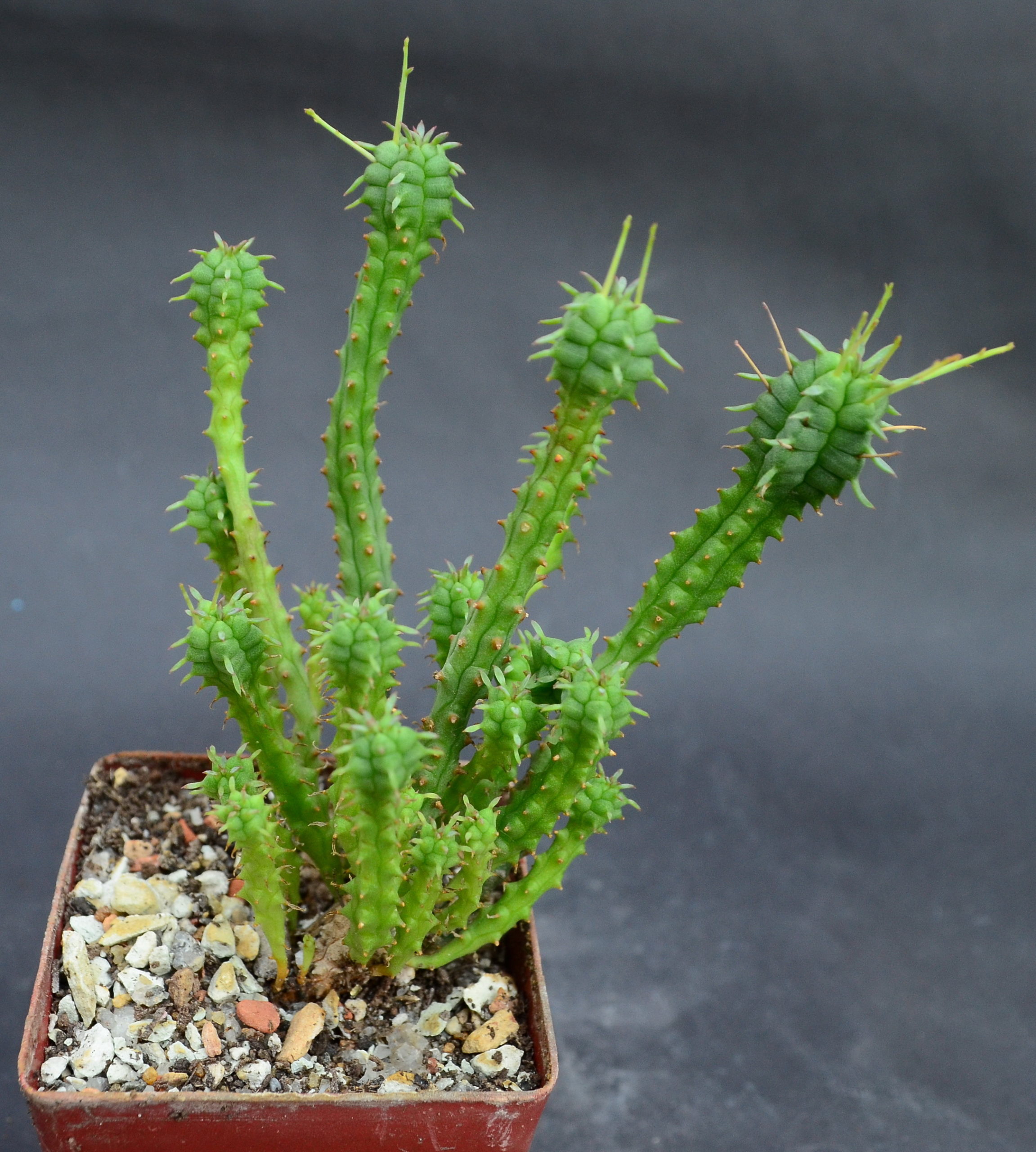 Еuphorbia submammillaris f. pfersdorfii