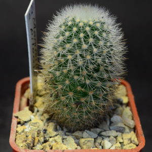 Mammillaria pilcayensis