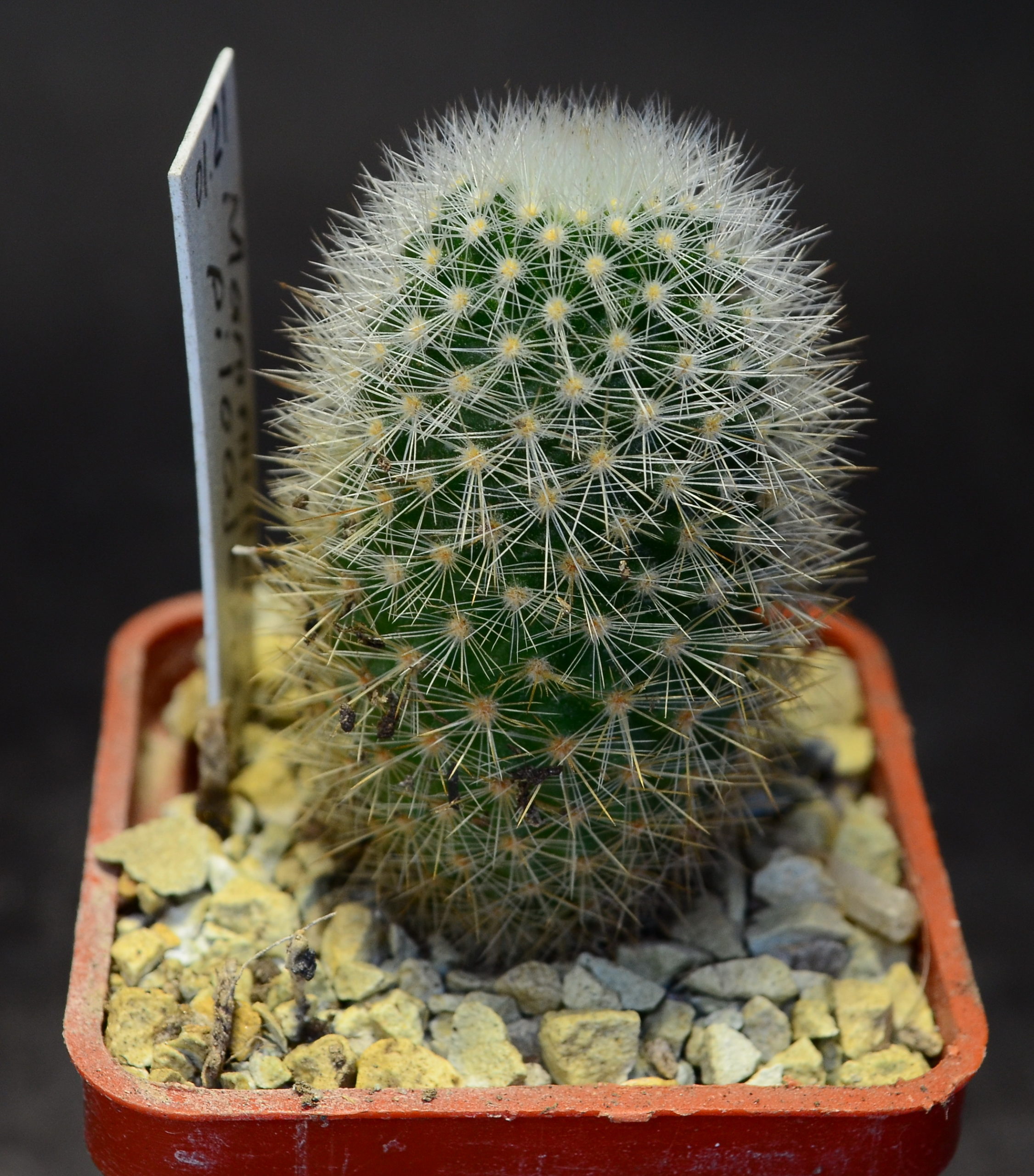 Mammillaria pilcayensis