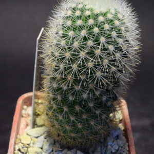 Mammillaria pilcayensis