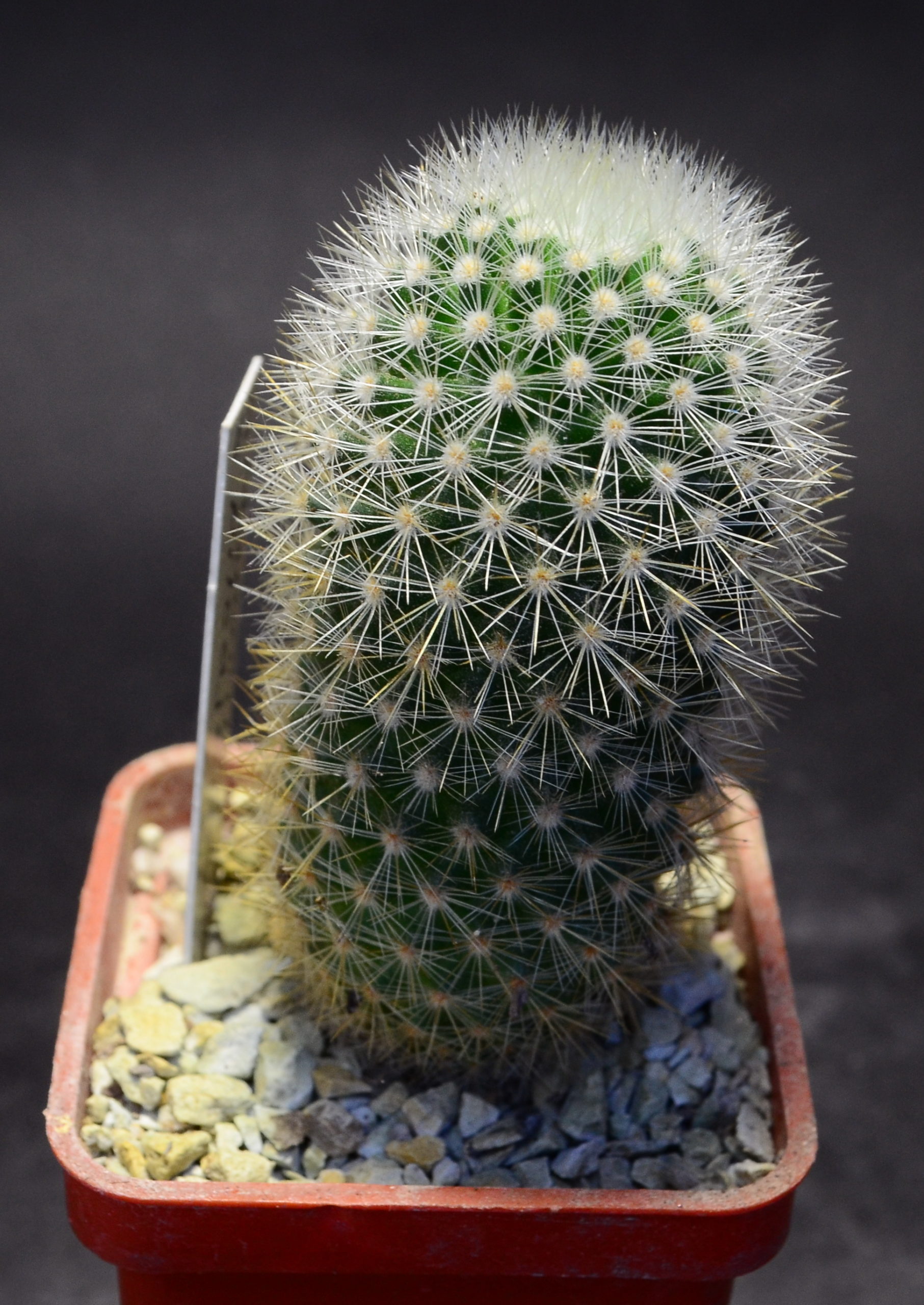 Mammillaria pilcayensis