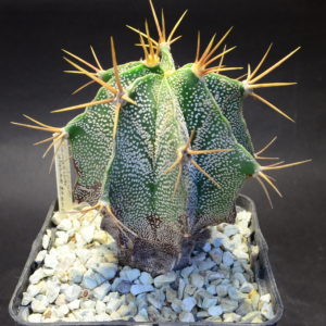 Astrophytum ornatum v. glabrescens
