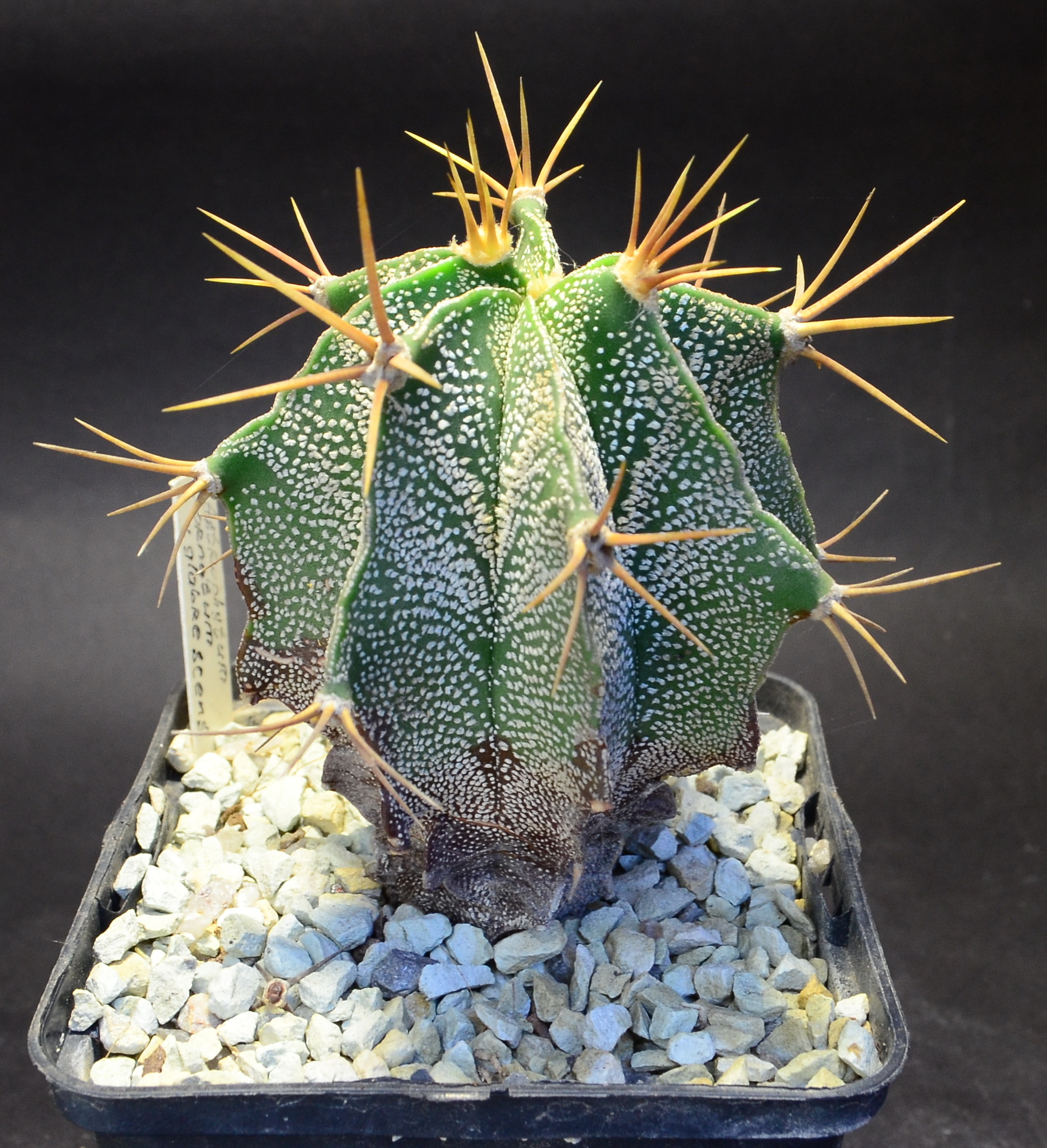 Astrophytum ornatum v. glabrescens