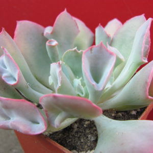 Echeveria   Trumpet   Pinky