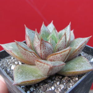 Echeveria   purpusorum     *White   form*