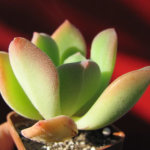 Echeveria   pulvinata   Ruby   hybr.