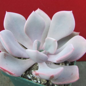 Echeveria   Debbie