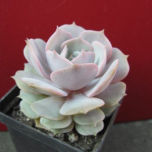 Echeveria     hybr.