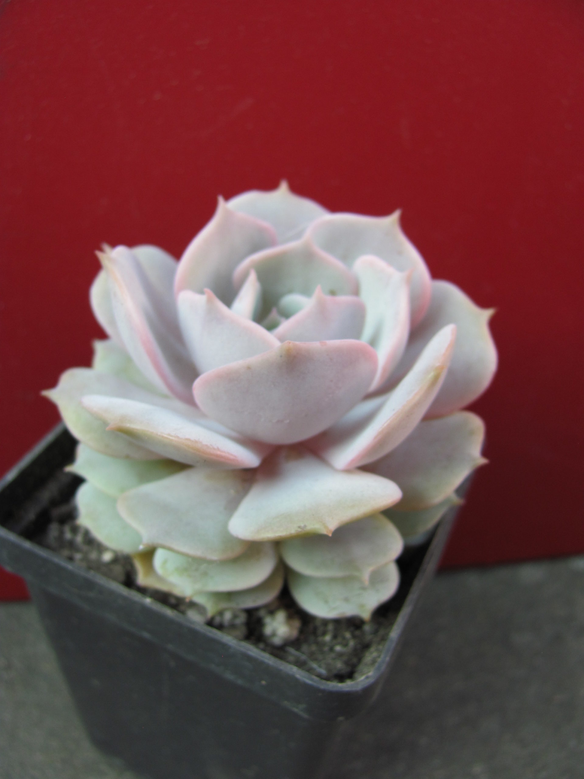 Echeveria     hybr.