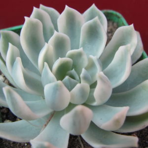 Echeveria    *Royal  Chrysanthemum*    variegata