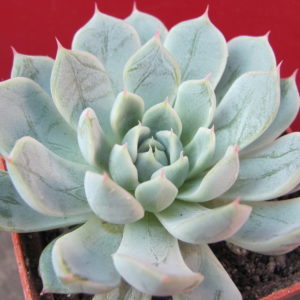 Echeveria    Ellen