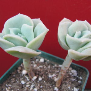 Echeveria     Lovely   Rose   2 разом