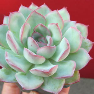 Echeveria    Hercules