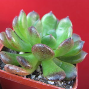 Echeveria    *Fantasia   Carol*