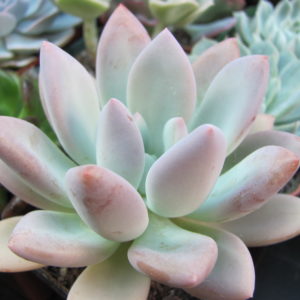 Pachyveria    Opalina