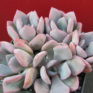 Echeveria   Debbie    5 разом