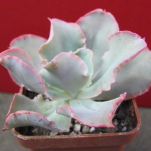 Echeveria    sp.