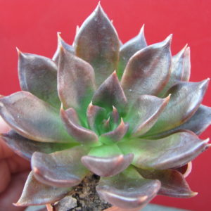Echeveria   Alfred   Graf