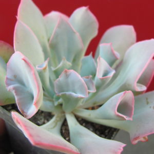 Echeveria    Trumpet  Pinky
