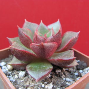 Echeveria   purpusorum   Red      ( hybrid  Lipskiy )