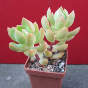 Sedum   nussbaumerianum