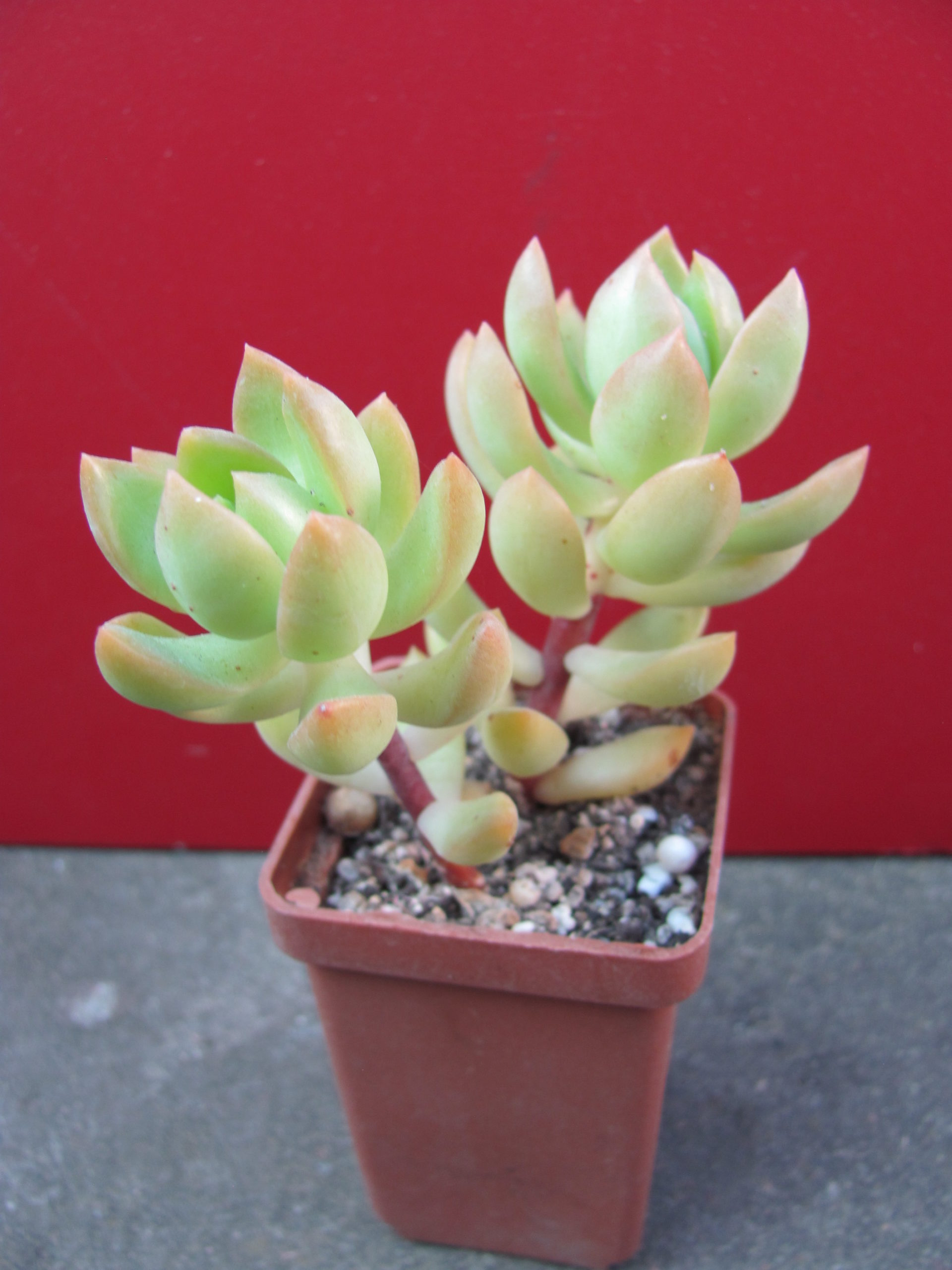 Sedum   nussbaumerianum