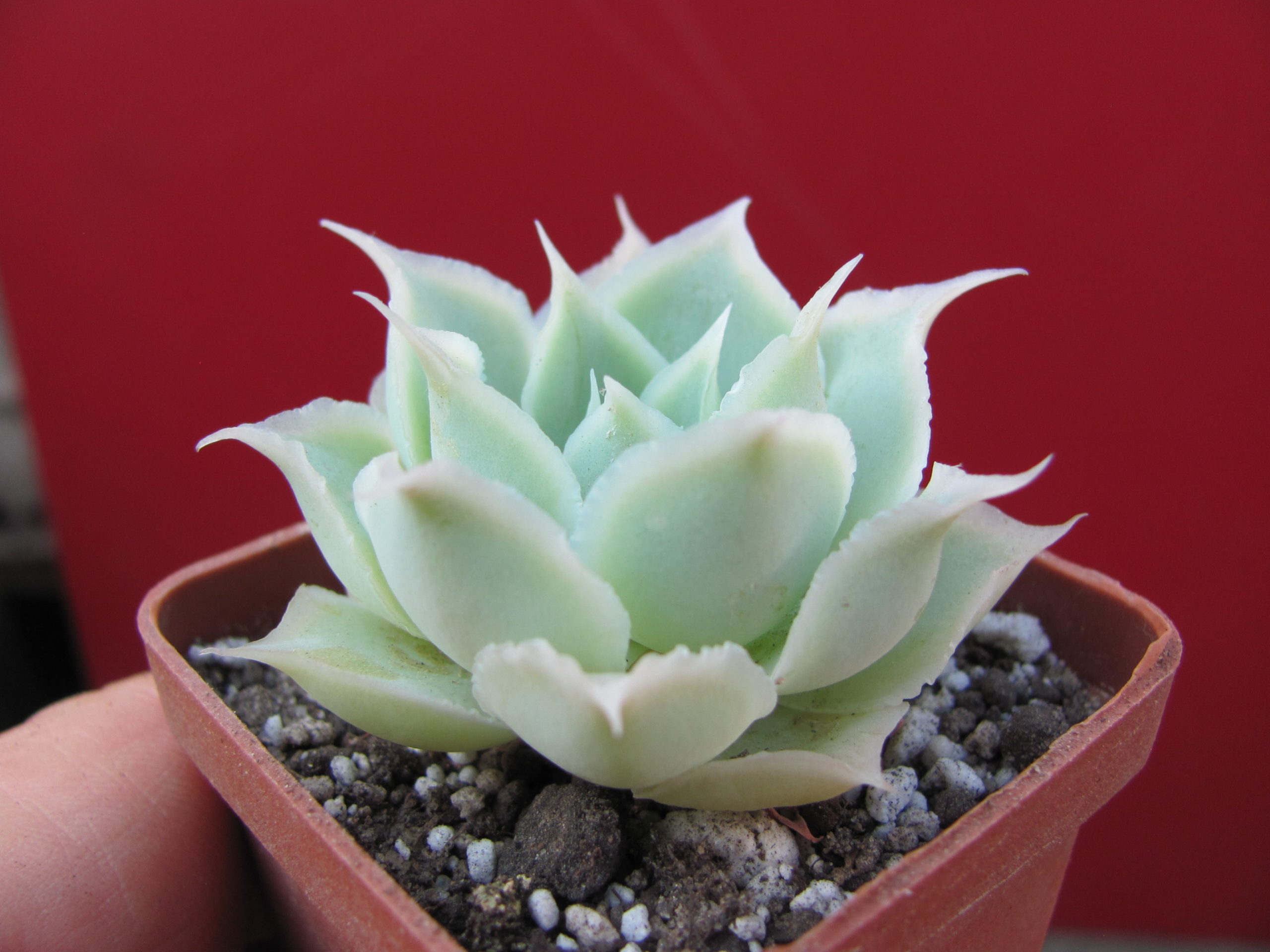 Echeveria   Laguna   Sanchez