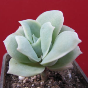 Echeveria   Lovely   Rose