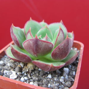 Echeveria     Joan   Daniel