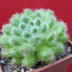 Echeveria    setosa