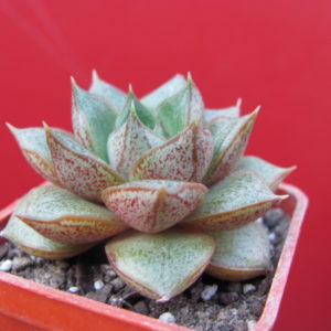 Echeveria    purpusorum    *White   form*