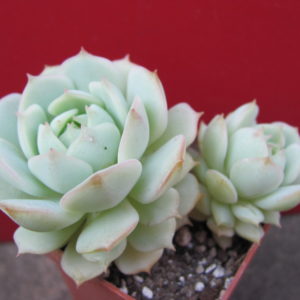 Echeveria   derenbergii
