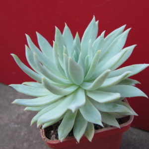 Dudleya   farinosa