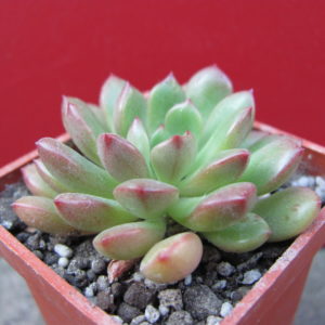 Echeveria    Bashful