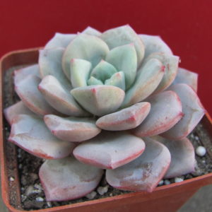 Echeveria      *Jelly   Jem*