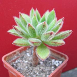 Echeveria    Set   Oliver