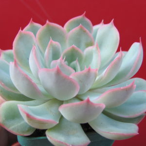 Echeveria    Orion
