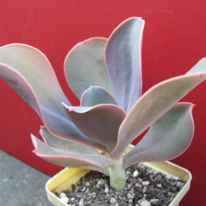 Echeveria    gibiflora