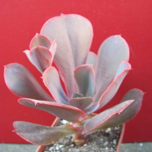 Echeveria     Bimbo