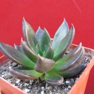 Echeveria    Black   Prince