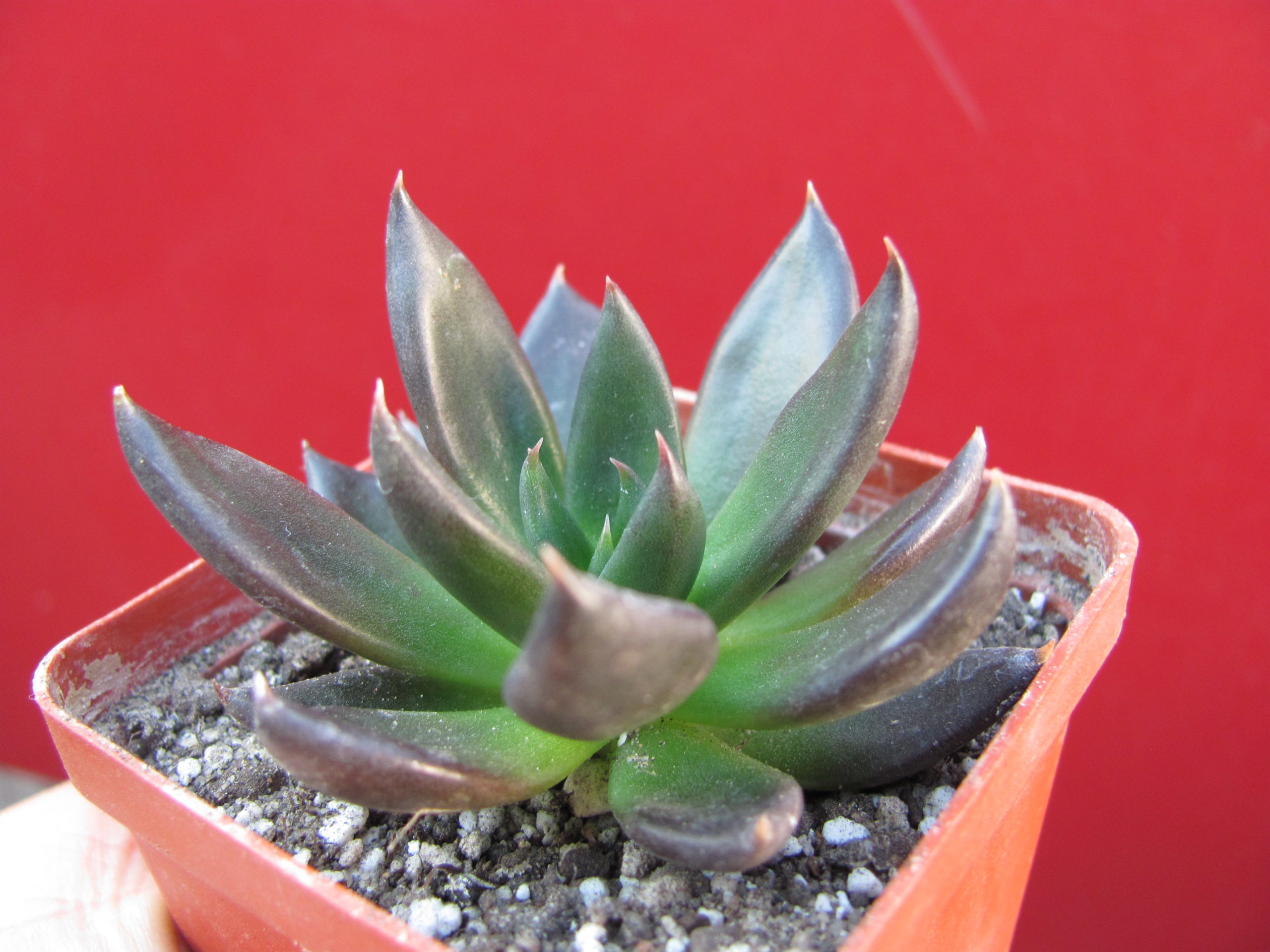 Echeveria    Black   Prince